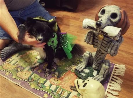 pomeranian-green-halloween-witch