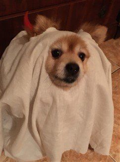 pomeranian-halloween-costume-friendly-ghost