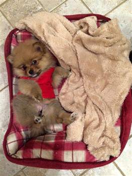 Pomeranian care