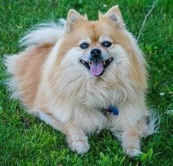 Pomeranian is happy