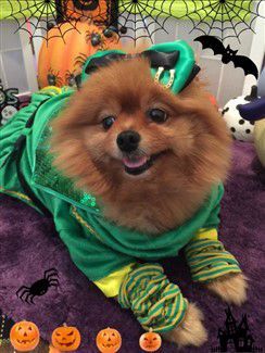 pomeranian-leprechaun-costume