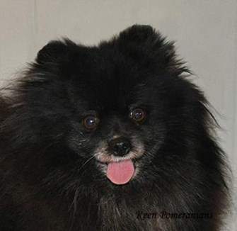 Pomeranian light brown eyes