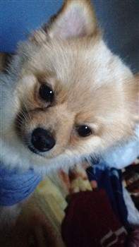 Pomeranian looking sidways