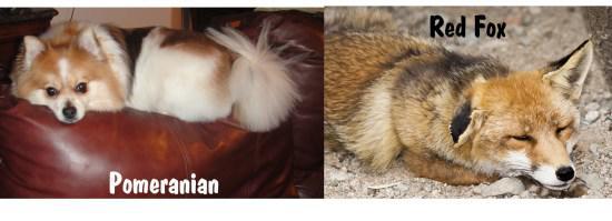 Pomeranian looks like fox