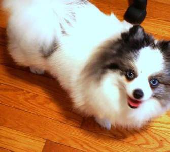 Pomeranian merle eye color example 1