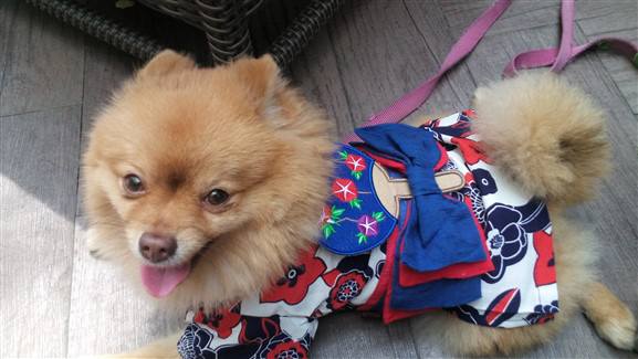 pomeranian-red-white-blue-geisha