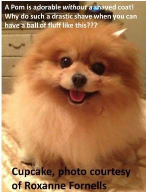 Pomeranian with nice round coat