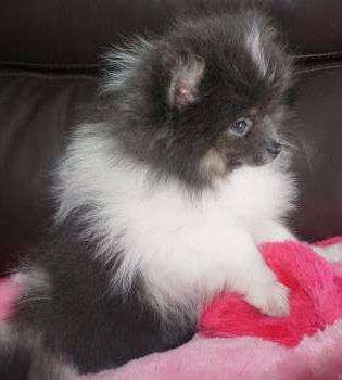 Pomeranian self colored eyes