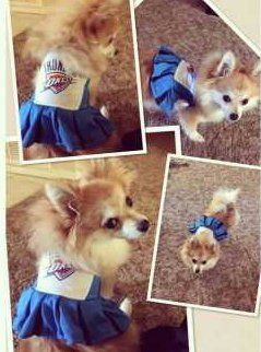 Pomeranian in several poses