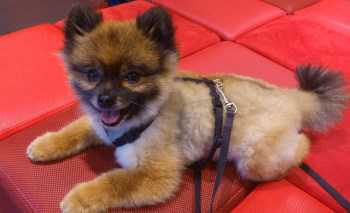 Pomeranian shaved like Boo