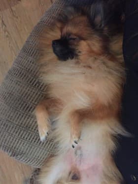 pomeranian-sleeping-on-chair