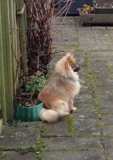 Pomeranian standing serious
