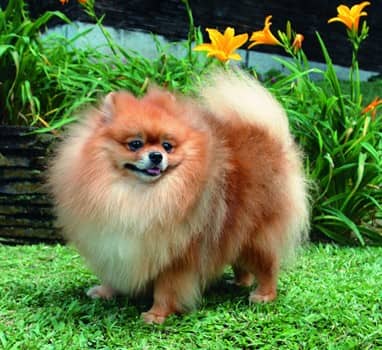 pomeranian-stats