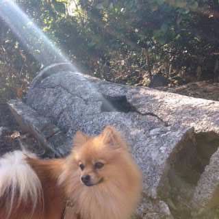 Pomeranian outside with sun shining