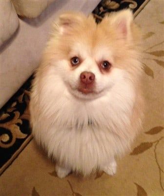 pomeranian-therapy-dog-named-kody-bear