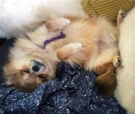 Pomeranian upside down