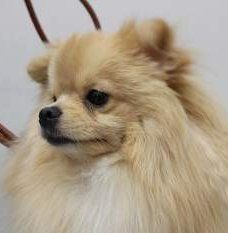 Pomeranian very dark eyes