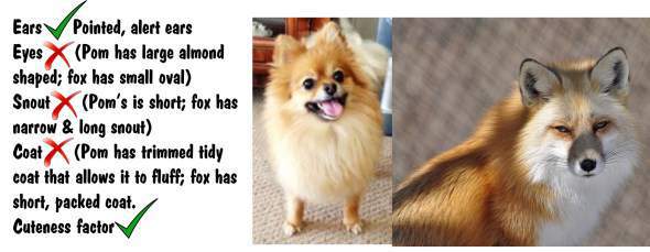 Pomeranian VS Fox Comparable Chart