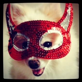 pomeranian-wearing-red-mask