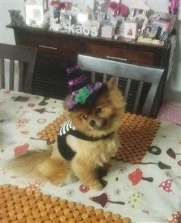 pomeranian-witch-costume-03.j