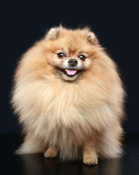 light orange Pomeranian full coat
