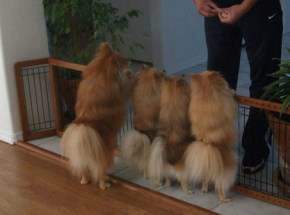 Pomeranians behind gate