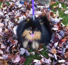Pomeranian in a pile of leaves