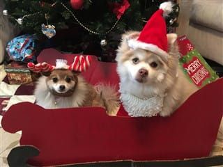 Poms in winter sled