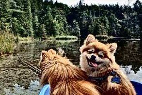 Pomeranians on boat