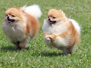 Pomeranian running around