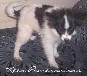 Pomeranian puppy fur loss