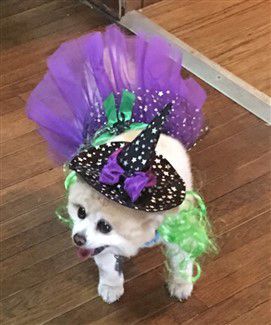 purple-witch-pomeranian-costume