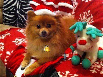 red Pomeranian, 10 years old