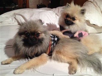 sable Pomeranian - 1