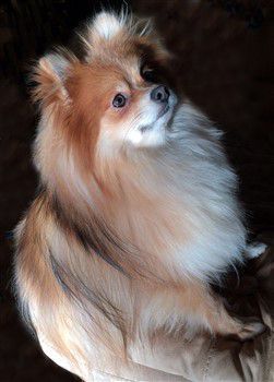 sable Pomeranian, light orange, cream