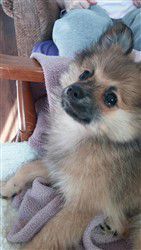 sable-pomeranian-puppy-tan-white.