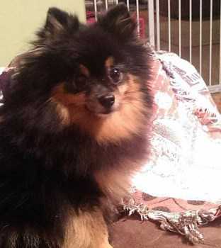 senior female Pomeranian dog