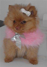 brown vs beaver nose Pomeranian