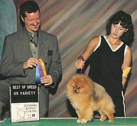 Show Pomeranian champion