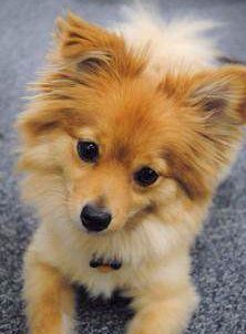 white Pomeranian facial expression