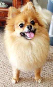 nice fluffy Pomeranians
