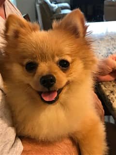 Smiling Pomeranian dog