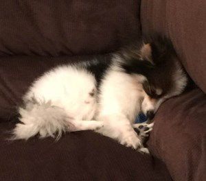 1.5 year old Pomeranian
