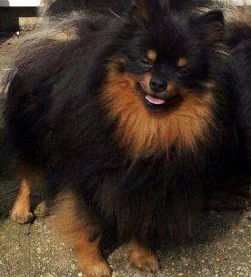 solid Pomeranian