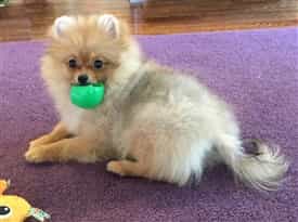 tan Pomeranian mouthing a toy