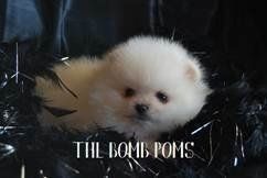 South Texas Pomeranian Breeder