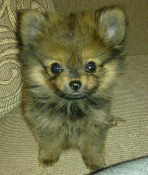 Pomeranian looking up