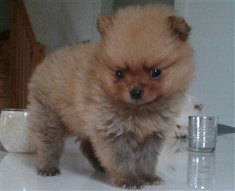 tiny-pomeranian
