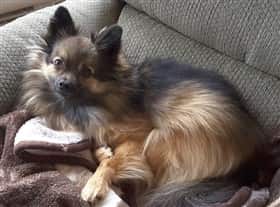 tri color pomeranian