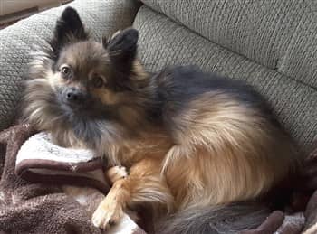 tri color Pomeranian